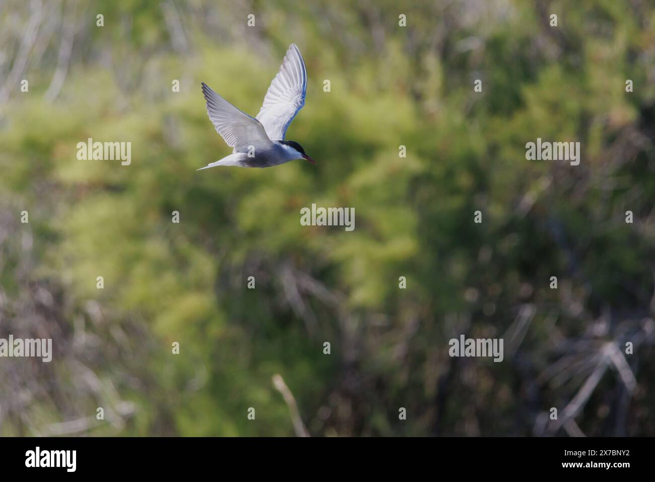 Sterne moussée (Chlidonias hybridus) volant dans le delta de l'Èbre avec fond de broussailles, Espagne Banque D'Images