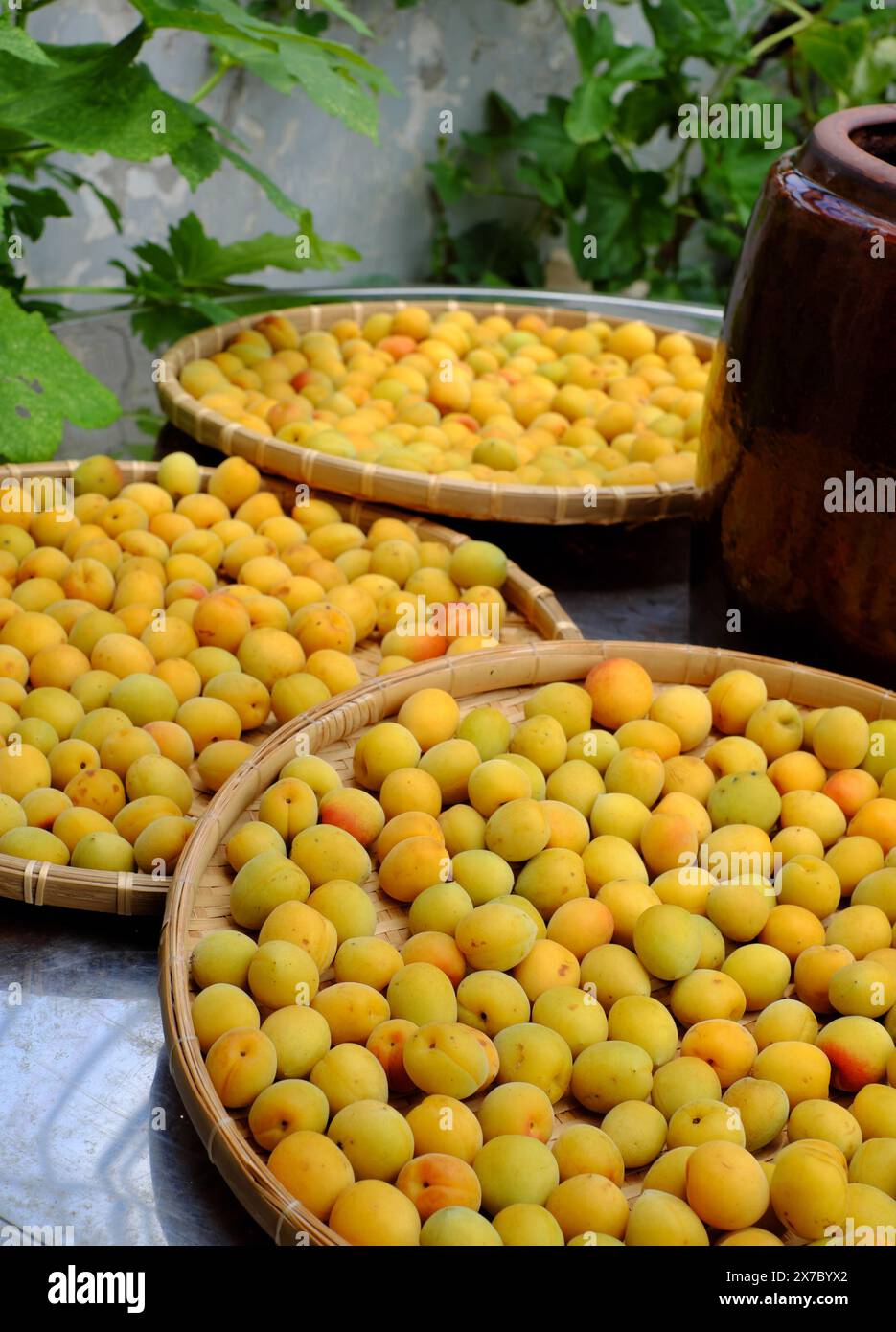 Groupe de panier frais jaune mûr abricot, un fruit tropical au Vietnam Nord riche en vitamine, médecine de la nature et bon pour la santé Banque D'Images