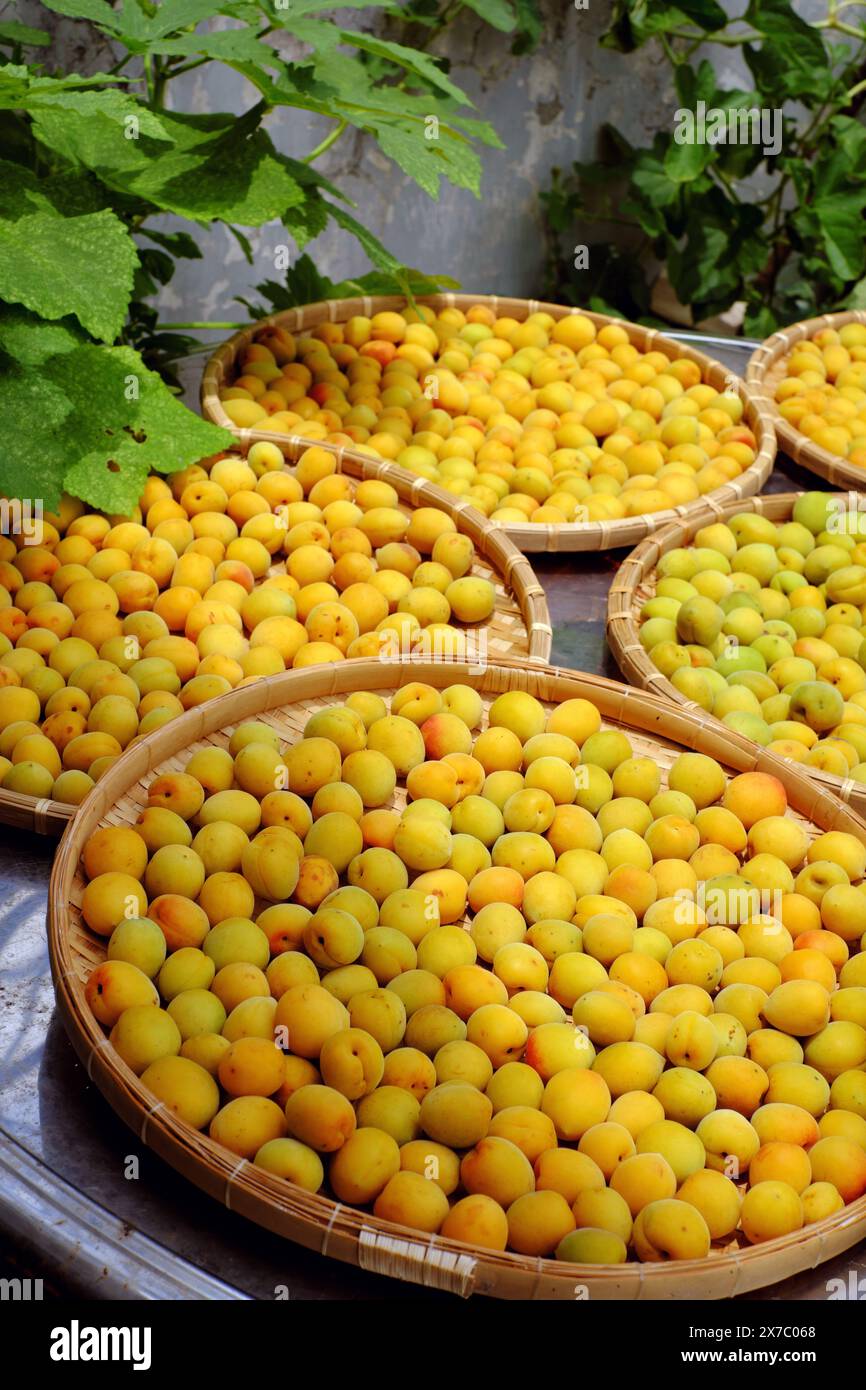 Groupe de panier frais jaune mûr abricot, un fruit tropical au Vietnam Nord riche en vitamine, médecine de la nature et bon pour la santé Banque D'Images