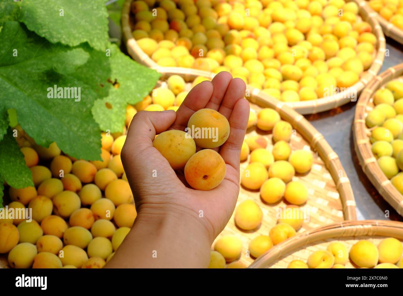 Groupe de panier frais jaune mûr abricot, un fruit tropical au Vietnam Nord riche en vitamine, médecine de la nature et bon pour la santé Banque D'Images