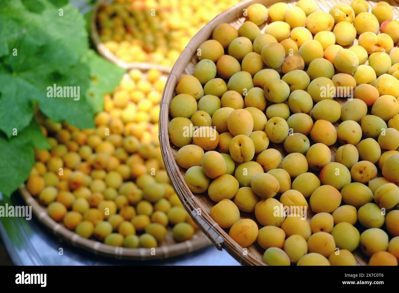 Groupe de panier frais jaune mûr abricot, un fruit tropical au Vietnam Nord riche en vitamine, médecine de la nature et bon pour la santé Banque D'Images