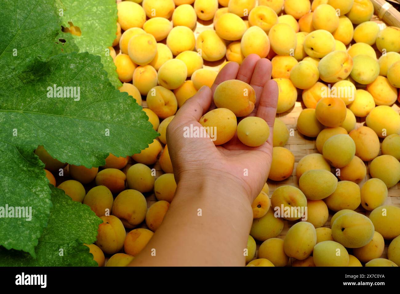 Groupe de panier frais jaune mûr abricot, un fruit tropical au Vietnam Nord riche en vitamine, médecine de la nature et bon pour la santé Banque D'Images