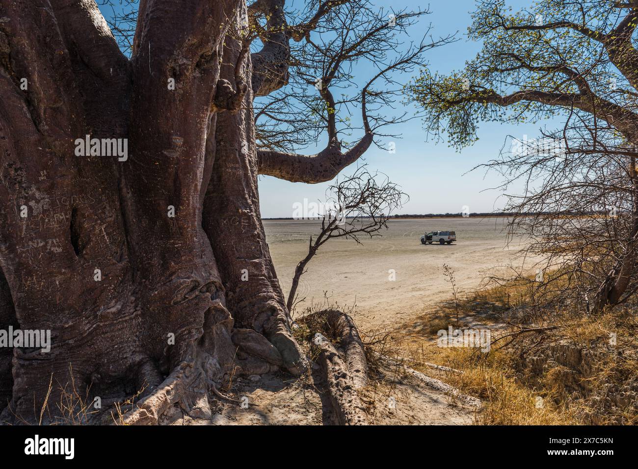 Baobab sur le bord de la marmite à sel Makgadikgadi au Botswana Banque D'Images