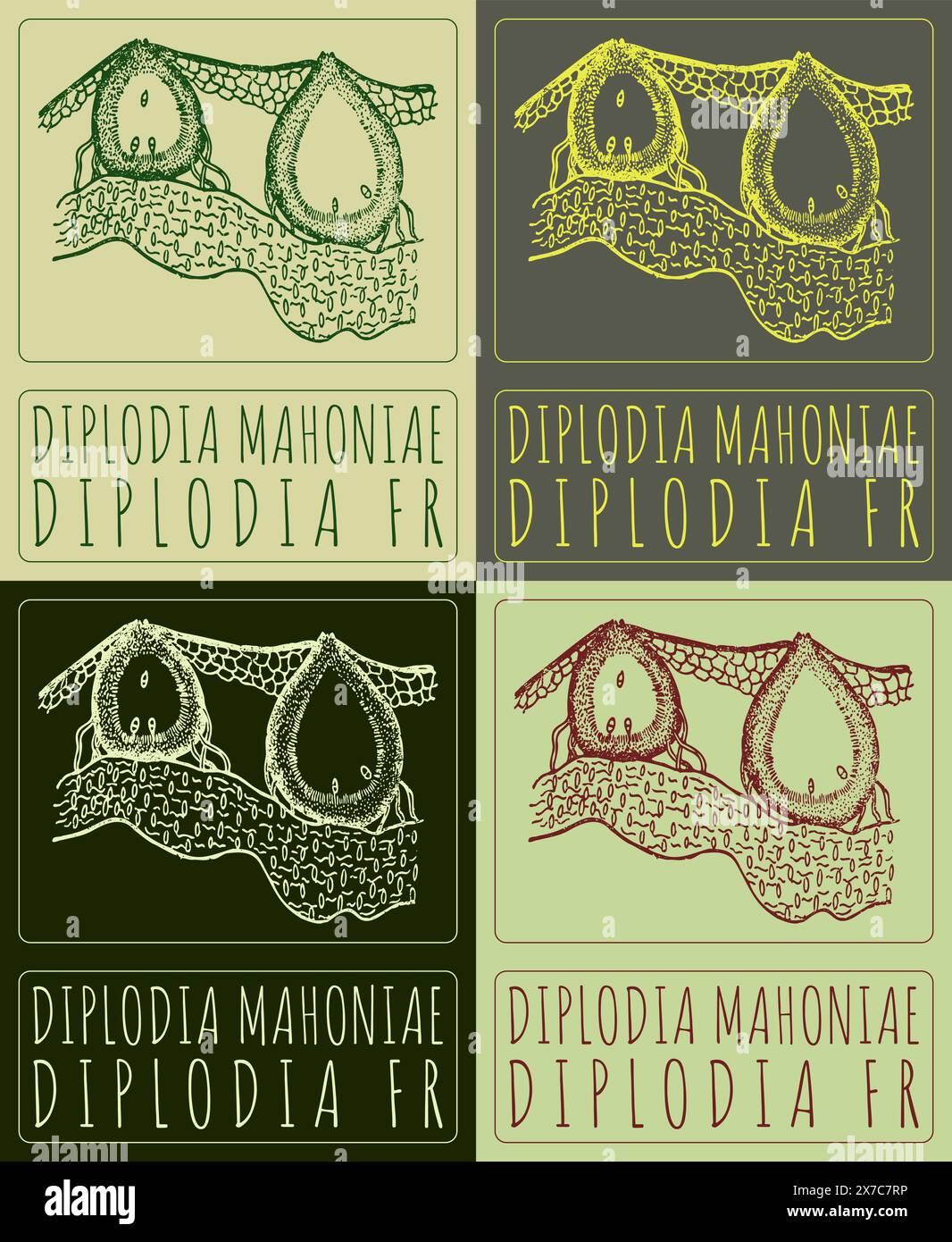 Ensemble de dessin vectoriel DIPLODIA MAHONIAE en différentes couleurs. Illustration dessinée à la main. Le nom latin est DIPLODIA FR Illustration de Vecteur