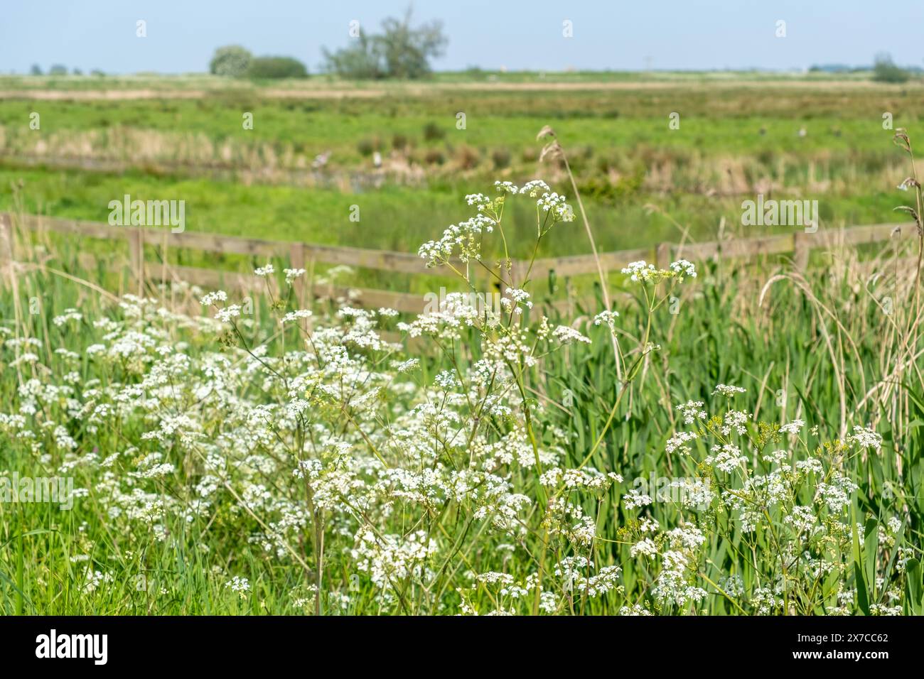 Gros plan sur le persil de vache sauvage poussant dans la campagne du Norfolk Banque D'Images