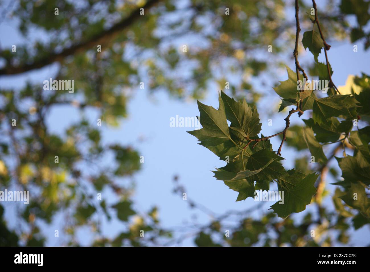 Oxford, Angleterre Banque D'Images