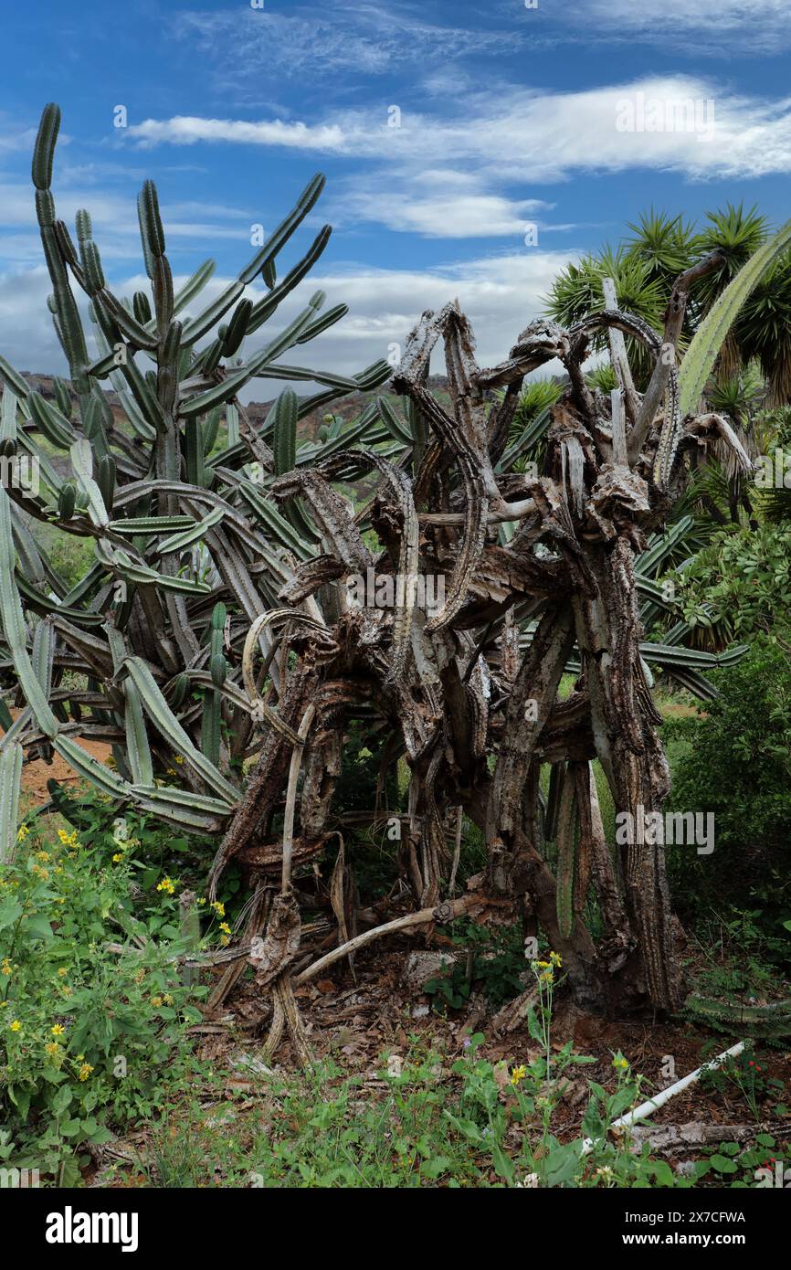 Un grand, tentaculaire Columnar cereus Cactus avec la moitié de ses branches séchées et mourantes, plantes avec des fleurs jaunes, a, arbre et arbustes poussant dans le Banque D'Images