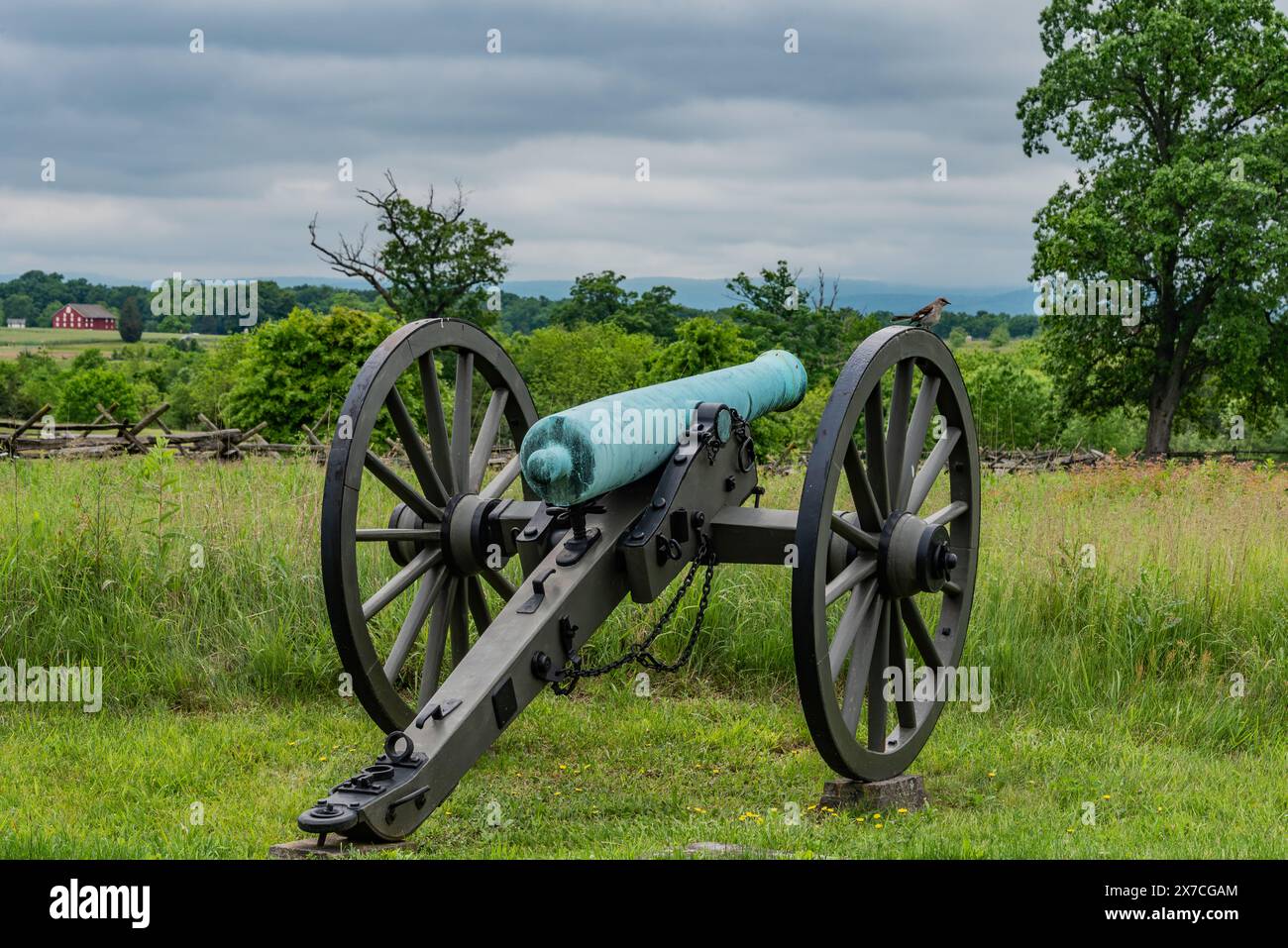 Northern Mockingbird perché sur une roue de canon, Gettysburg PA USA Banque D'Images