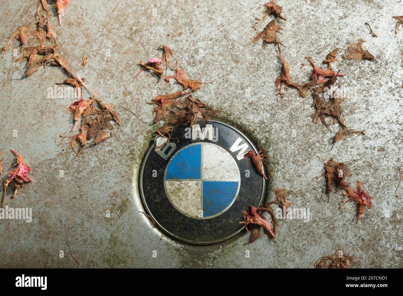 Logo BMW sur une voiture complètement sale Banque D'Images
