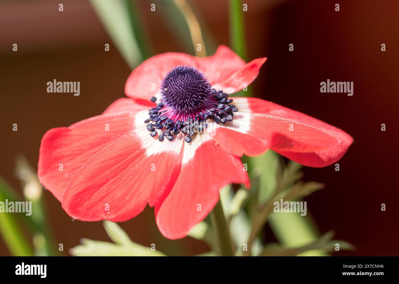 Fleur d'anémone rouge vif en pleine floraison, éclairée par la lumière naturelle du soleil. Une fleur vivace qui fleurit année après année. Banque D'Images