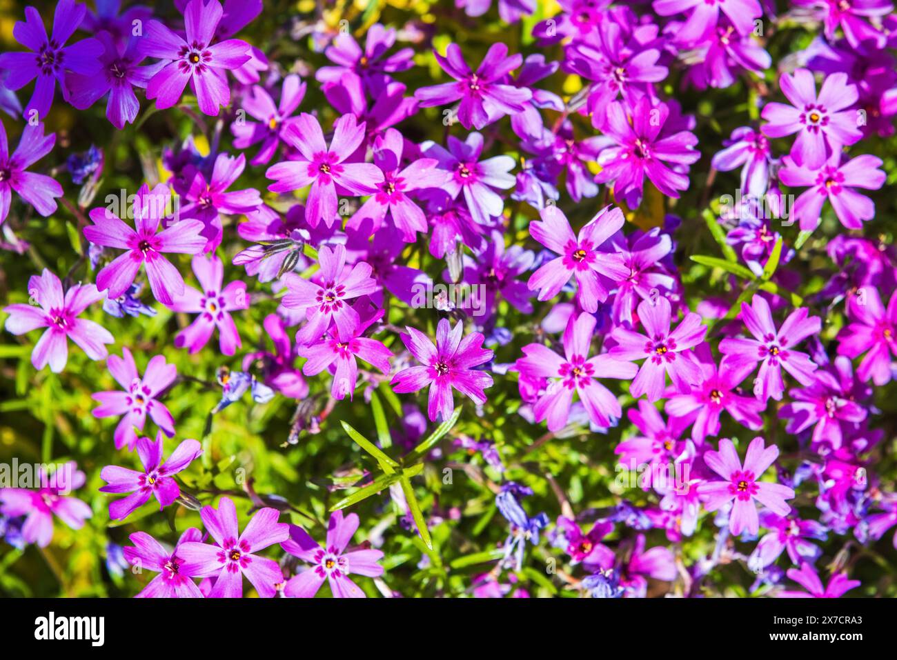 Fleurs de Piunk sur une journée ensoleillée, fond naturel. Phlox subulata en fleurs. Gros plan avec mise au point sélective Banque D'Images