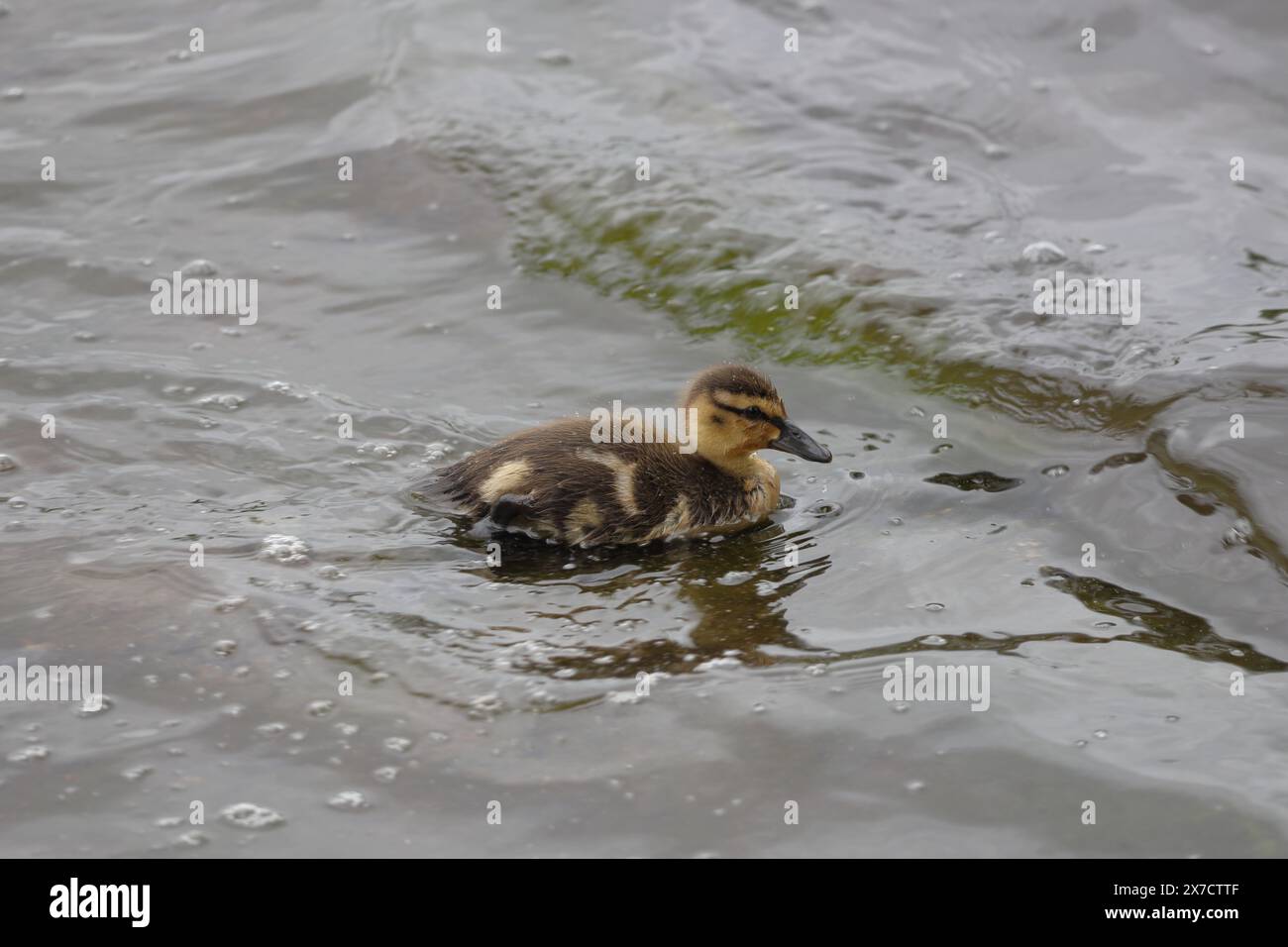 Canetons flottant dans l'eau d'un étang Banque D'Images