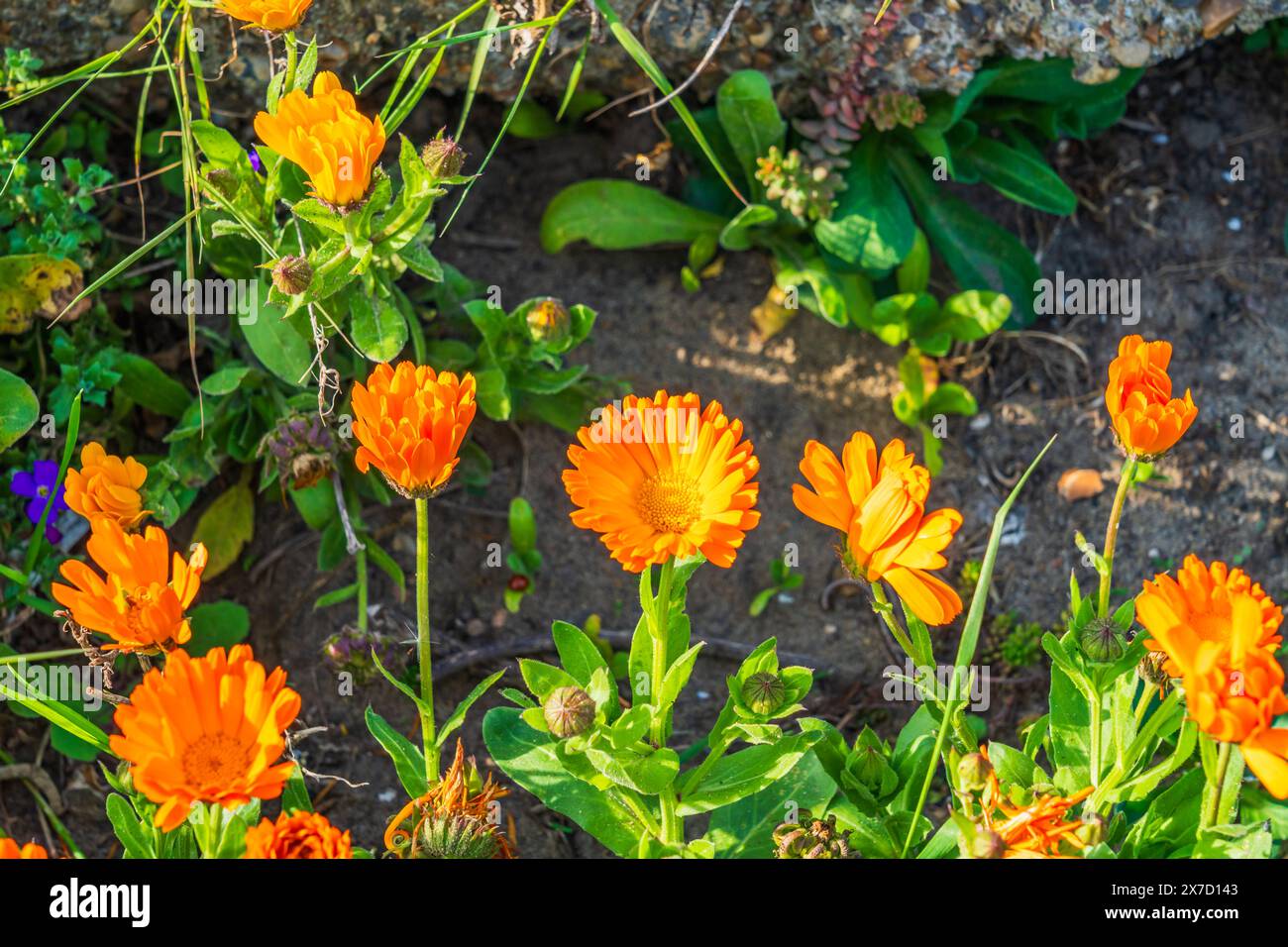 Fleur de Calendulas orange (Calendular Stellata Cav) au printemps Banque D'Images