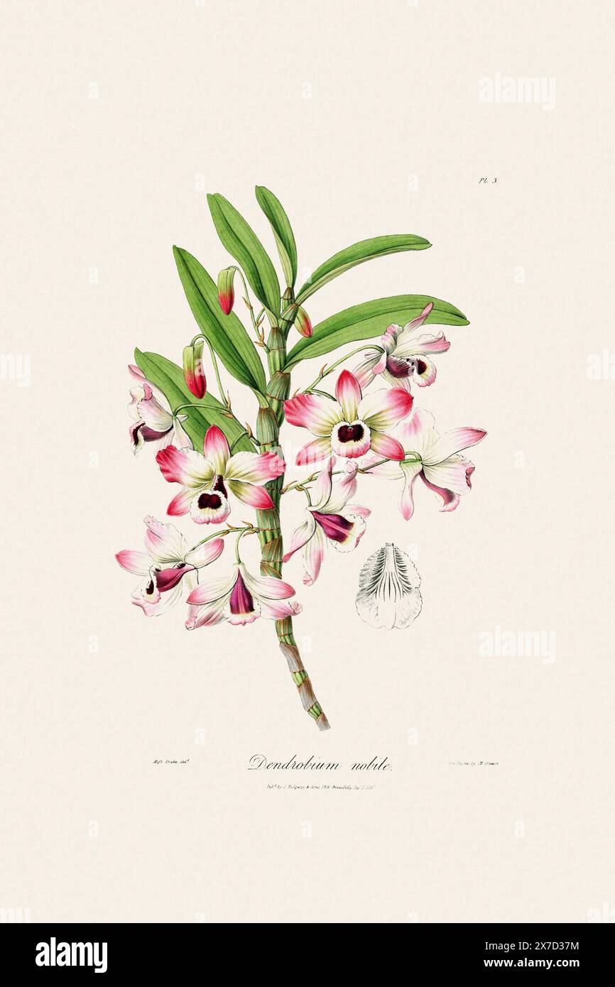 Illustration botanique antique d'une plante d'orchidée en fleurs d'un livre du XIXe siècle. Circa 1830. Banque D'Images