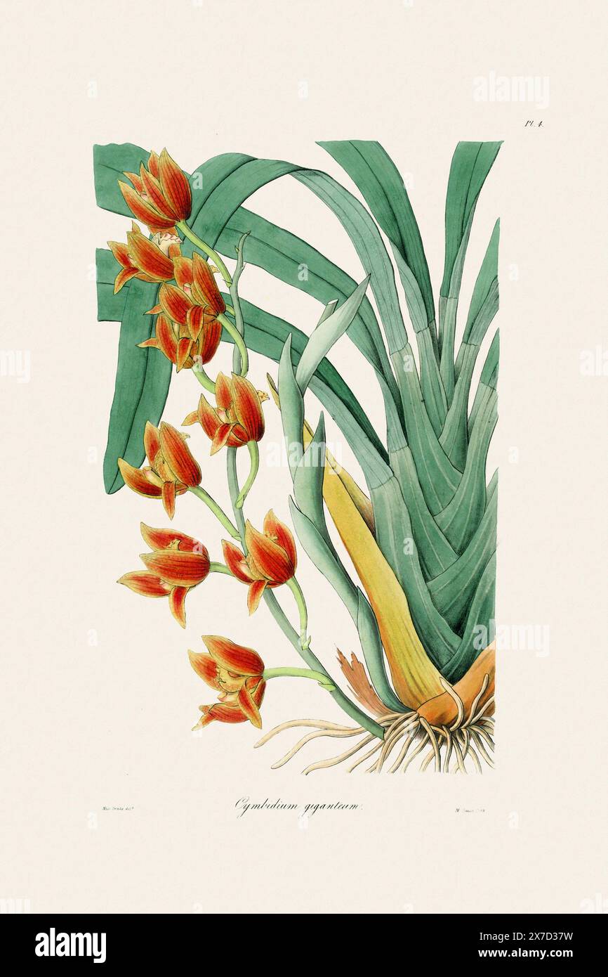 Illustration botanique antique d'une plante d'orchidée en fleurs d'un livre du XIXe siècle. Circa 1830. Banque D'Images