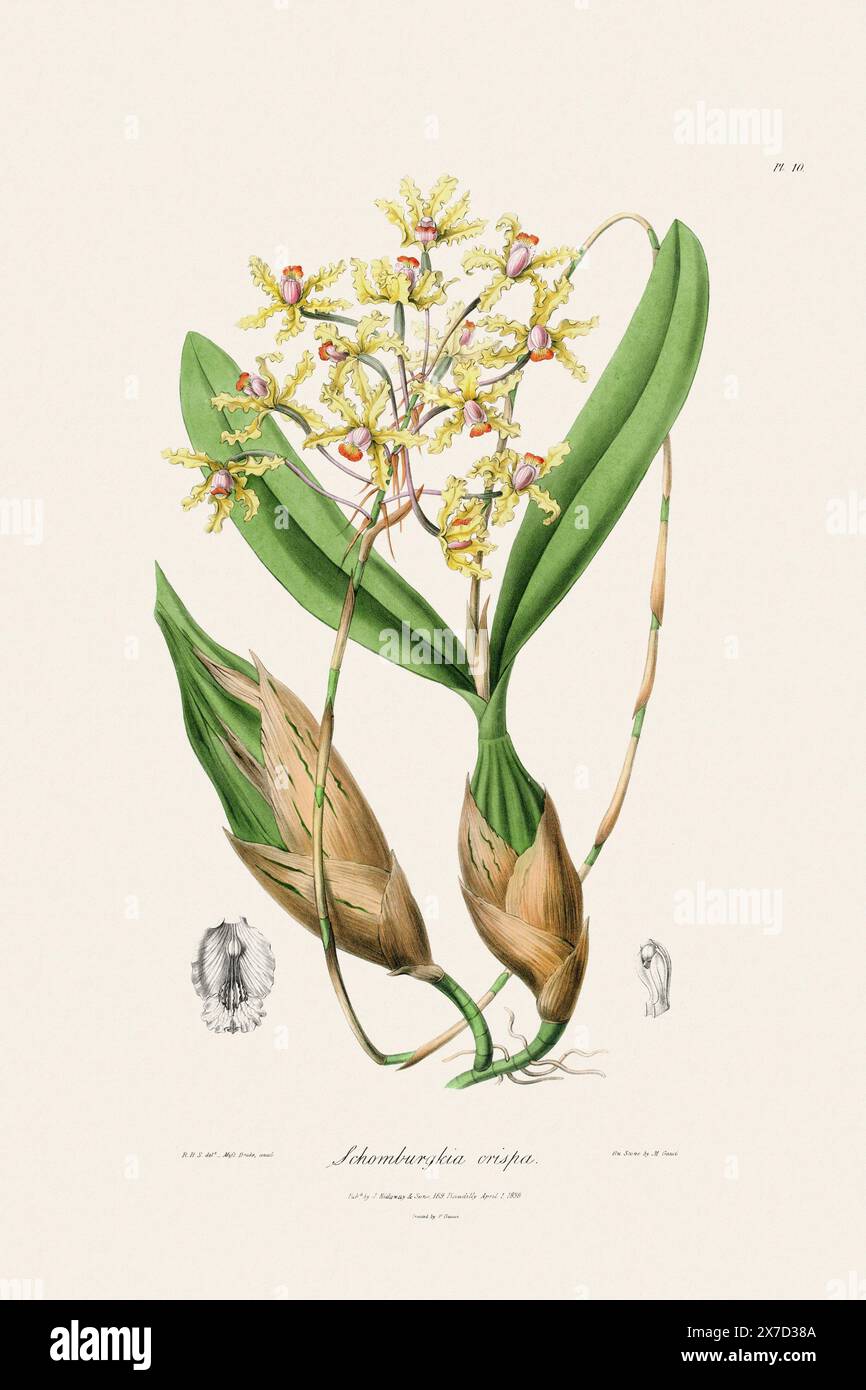 Illustration botanique antique d'une plante d'orchidée en fleurs d'un livre du XIXe siècle. Circa 1830. Banque D'Images