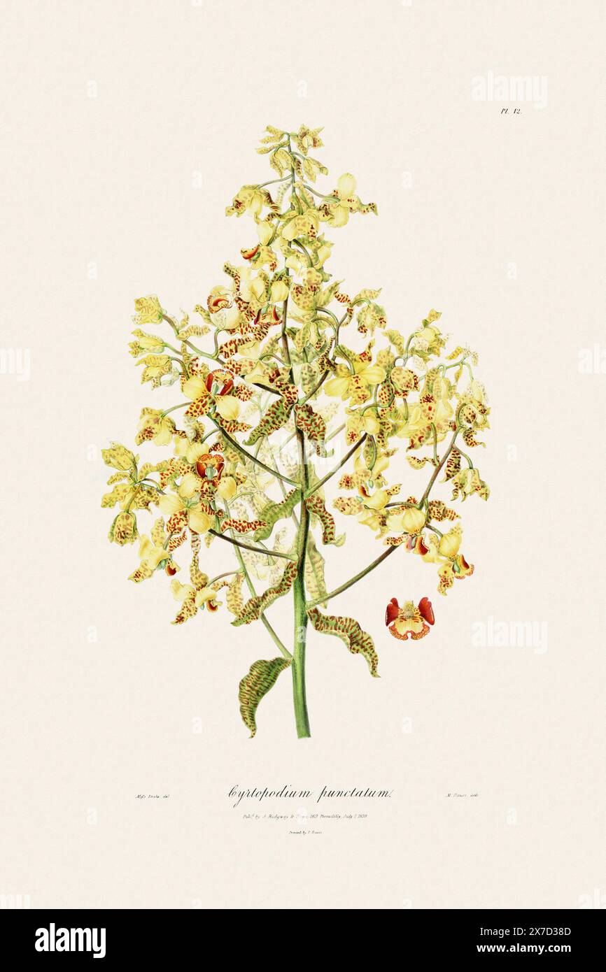 Illustration botanique antique d'une plante d'orchidée en fleurs d'un livre du XIXe siècle. Circa 1830. Banque D'Images