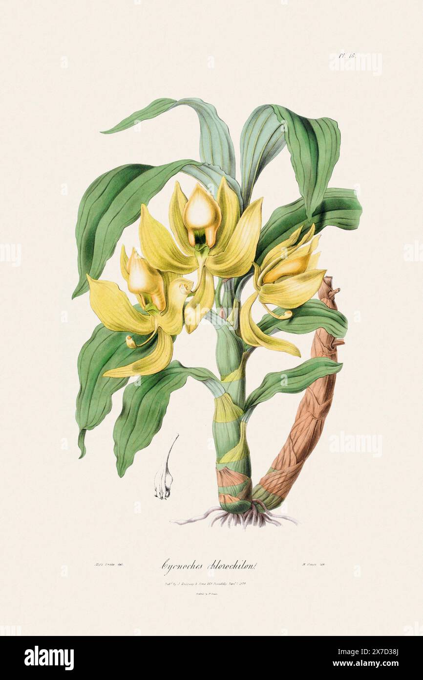 Illustration botanique antique d'une plante d'orchidée en fleurs d'un livre du XIXe siècle. Circa 1830. Banque D'Images