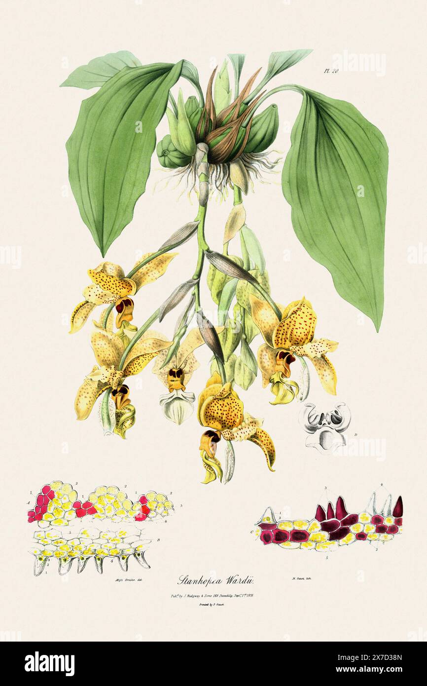 Illustration botanique antique d'une plante d'orchidée en fleurs d'un livre du XIXe siècle. Circa 1830. Banque D'Images