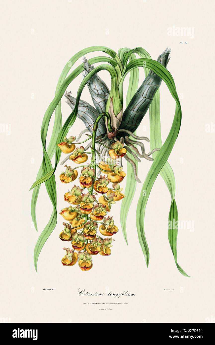 Illustration botanique antique d'une plante d'orchidée en fleurs d'un livre du XIXe siècle. Circa 1830. Banque D'Images