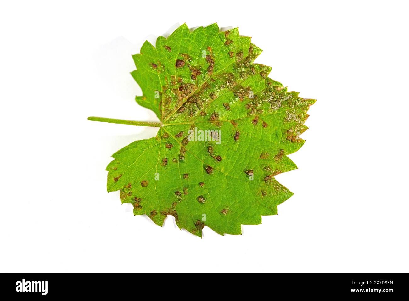 Dommages causés par l'acarien de la variole de la vigne sur les feuilles de raisin Banque D'Images