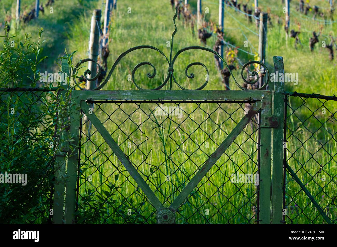 Porte de jardin au vignoble dans la lumière du soir dans le sud de l'Allemagne Banque D'Images