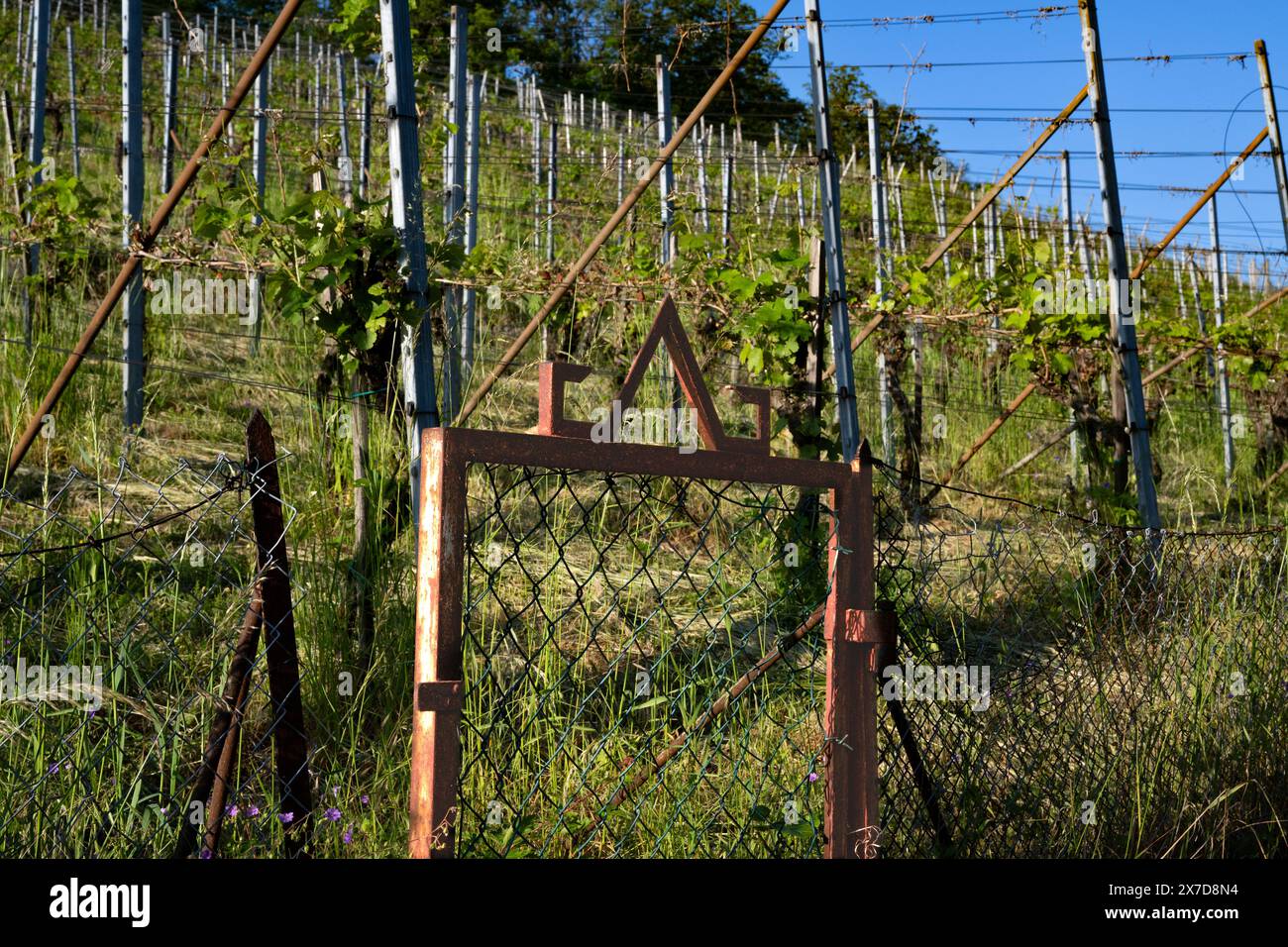 Porte d'entrée rouillée au vignoble - prise au printemps dans le sud de l'Allemagne. Banque D'Images