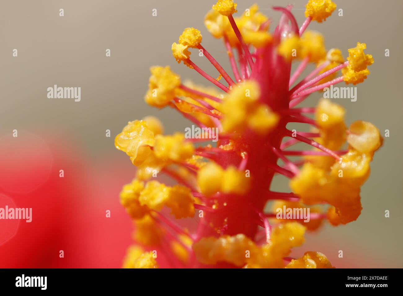 Macrophotographie d'hibiscus rouge tropical Banque D'Images