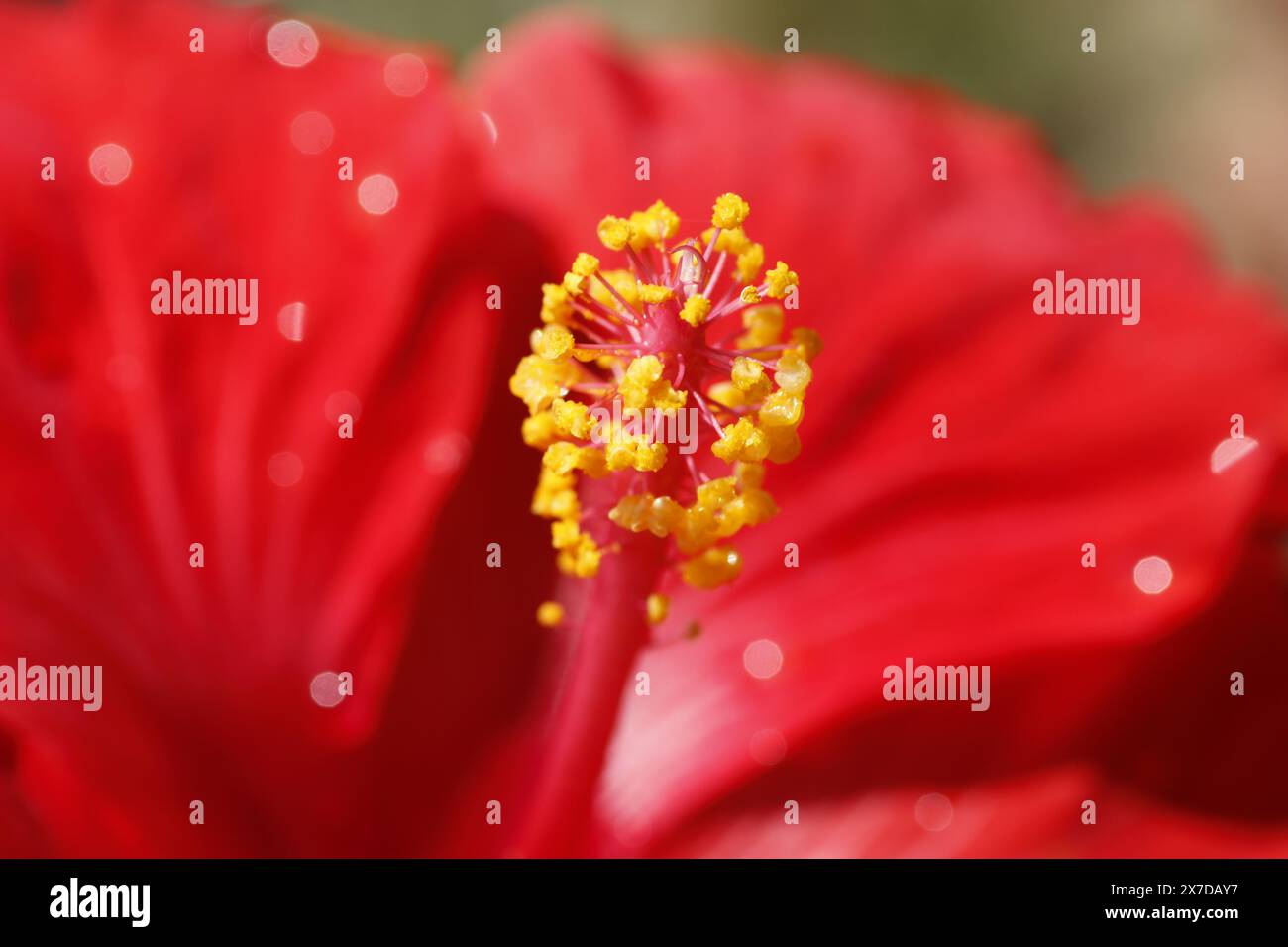 Macrophotographie d'hibiscus rouge tropical Banque D'Images