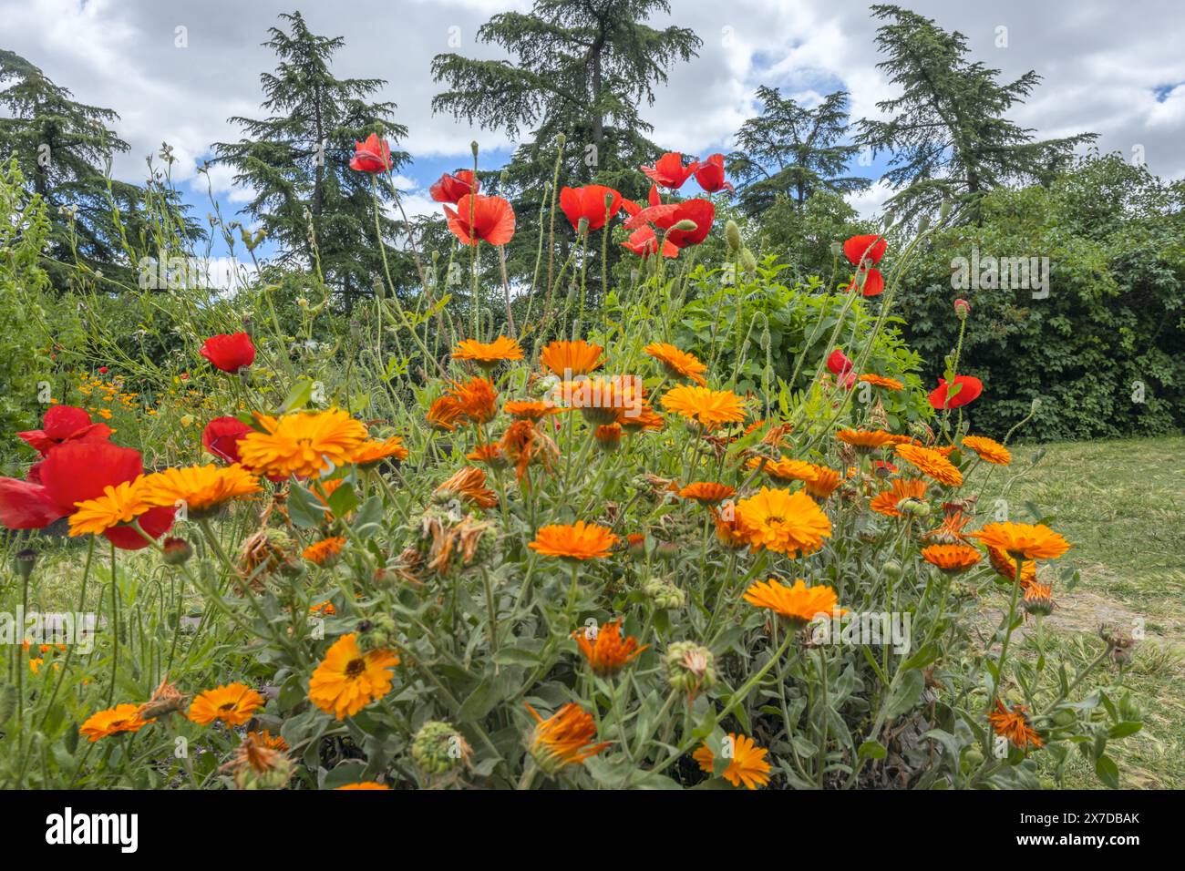 La plante de calendula les pétales de cette fleur ont de nombreuses propriétés et de nombreuses applications Banque D'Images