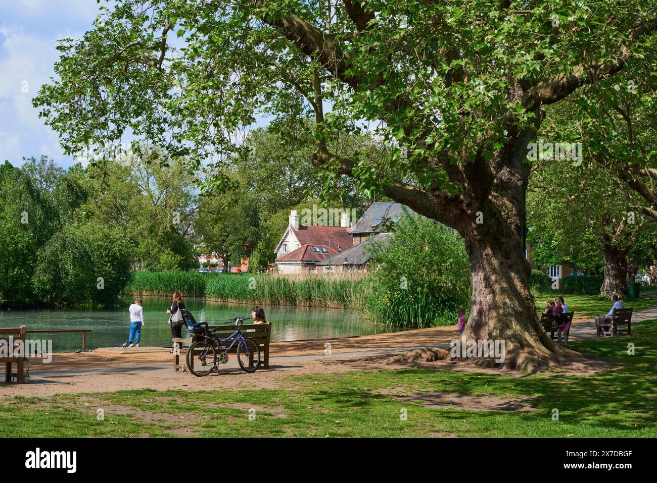 Barnes Green, Londres Royaume-Uni, à la fin du printemps, avec Barnes Pond en arrière-plan Banque D'Images