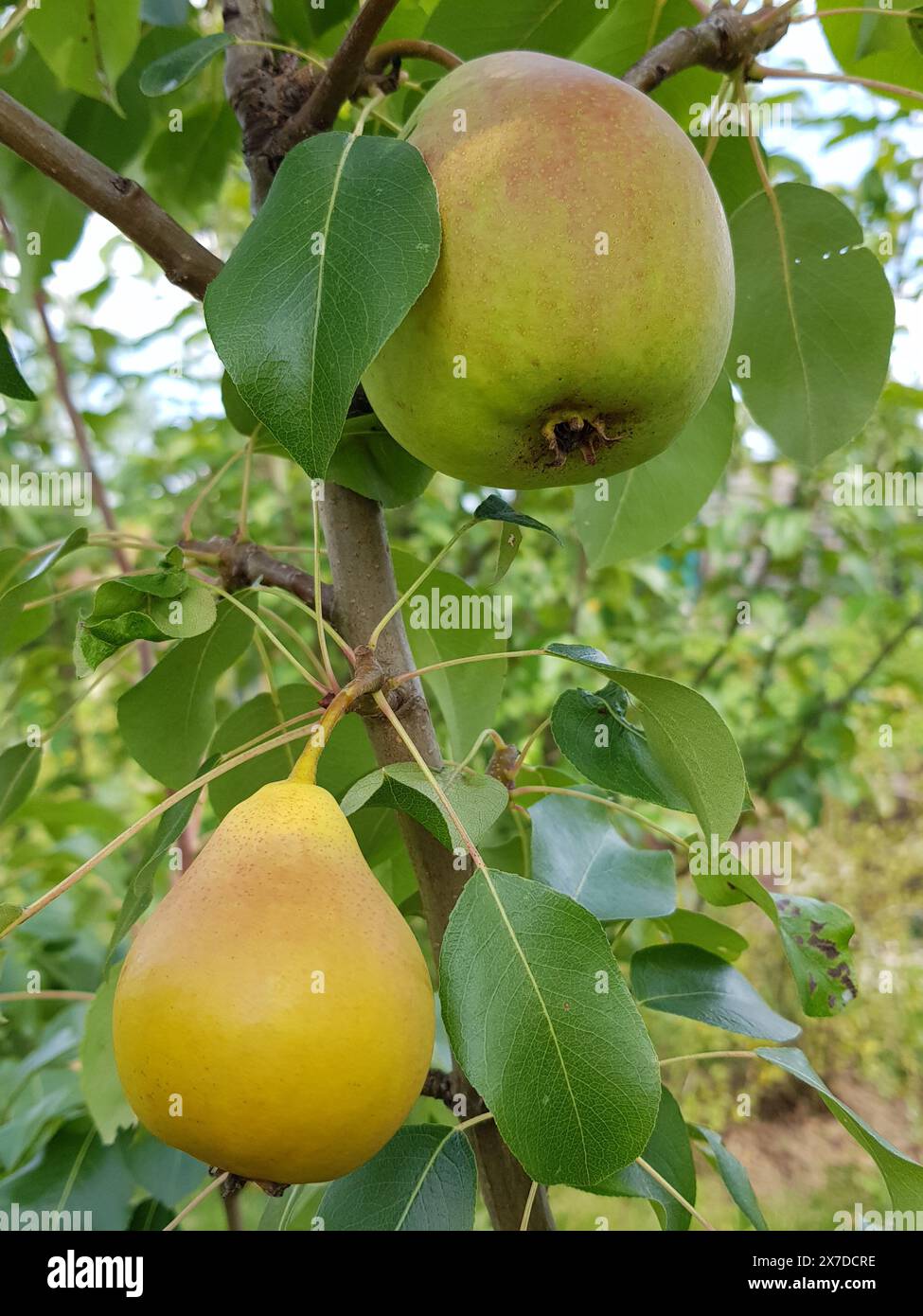 Maturation des poires sur le poire dans un jardin, lumière naturelle, été. Banque D'Images