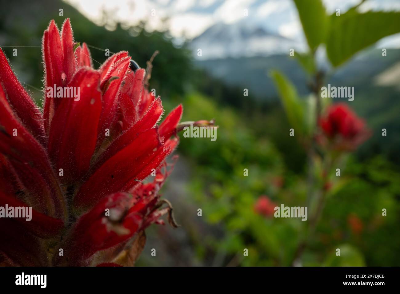 Pétales de pinceau doux avec fines toiles d'araignée dans le parc national du Mont Rainier Banque D'Images