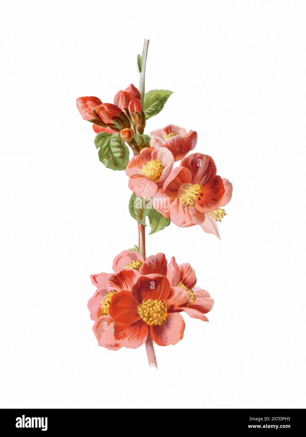 Belle illustration de fleurs florissantes. Aquarelle numérique avec inspiration vintage sur fond blanc. Banque D'Images