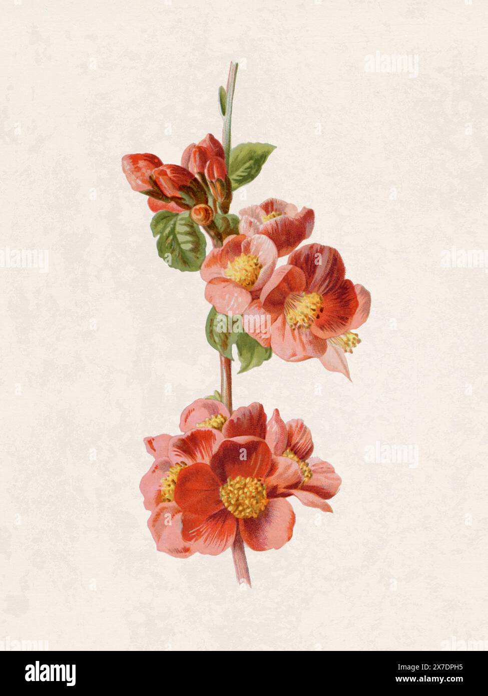 Belle illustration de fleurs florissantes. Aquarelle numérique avec inspiration vintage sur un fond beige grunge. Banque D'Images