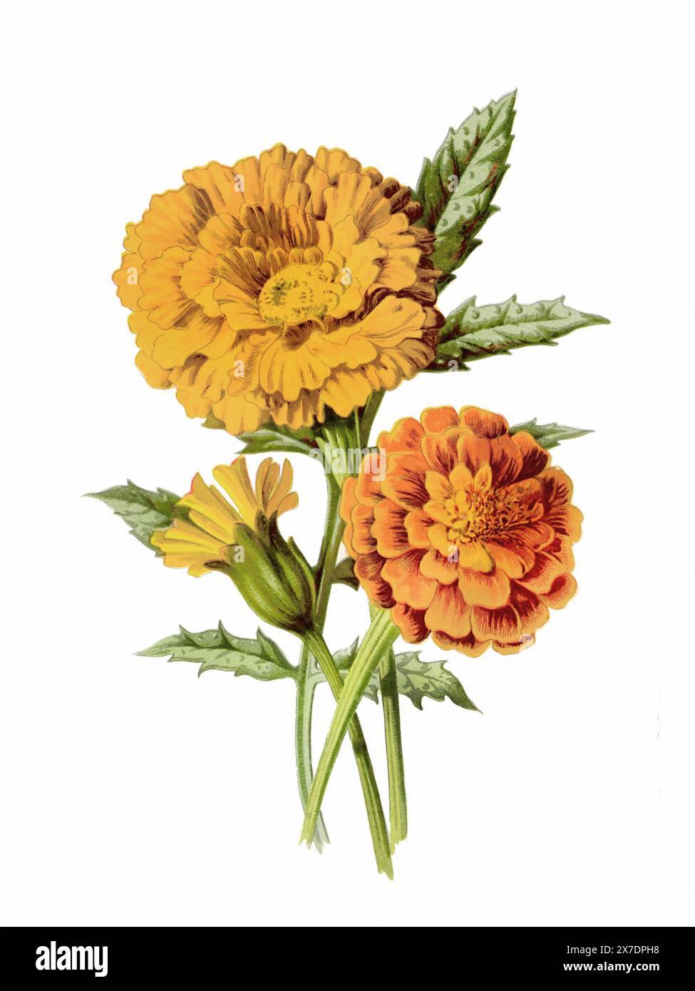 Belle illustration de fleurs florissantes. Aquarelle numérique avec inspiration vintage sur fond blanc. Banque D'Images