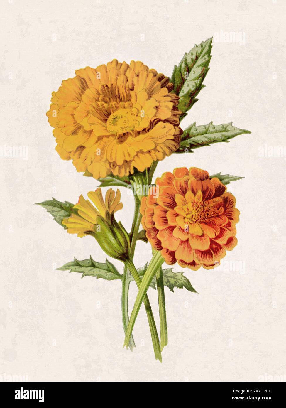 Belle illustration de fleurs florissantes. Aquarelle numérique avec inspiration vintage sur un fond beige grunge. Banque D'Images