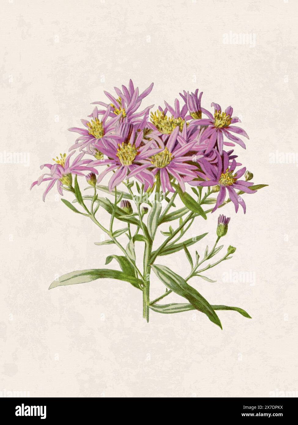 Belle illustration de fleurs florissantes. Aquarelle numérique avec inspiration vintage sur un fond beige grunge. Banque D'Images