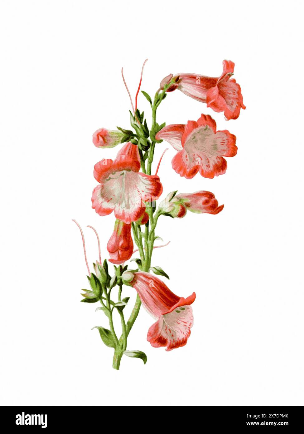 Belle illustration de fleurs florissantes. Aquarelle numérique avec inspiration vintage sur fond blanc. Banque D'Images