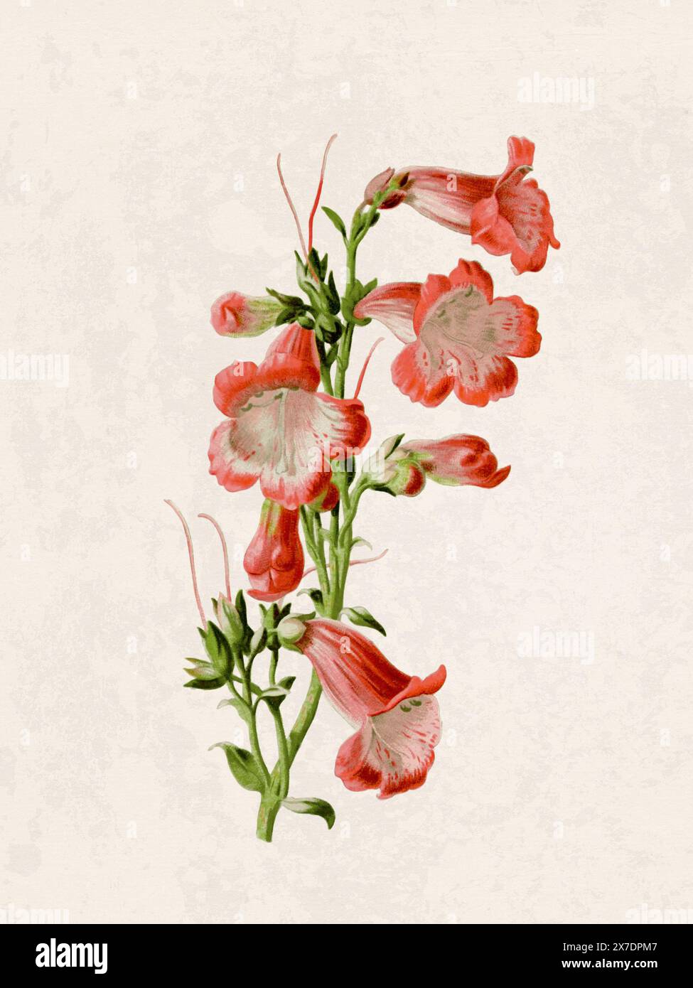 Belle illustration de fleurs florissantes. Aquarelle numérique avec inspiration vintage sur un fond beige grunge. Banque D'Images