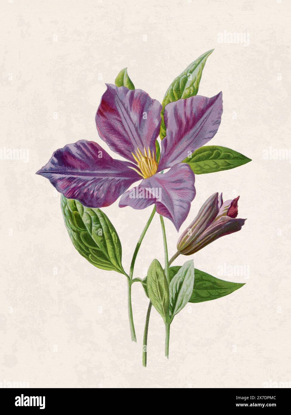 Belle illustration de fleurs florissantes. Aquarelle numérique avec inspiration vintage sur un fond beige grunge. Banque D'Images