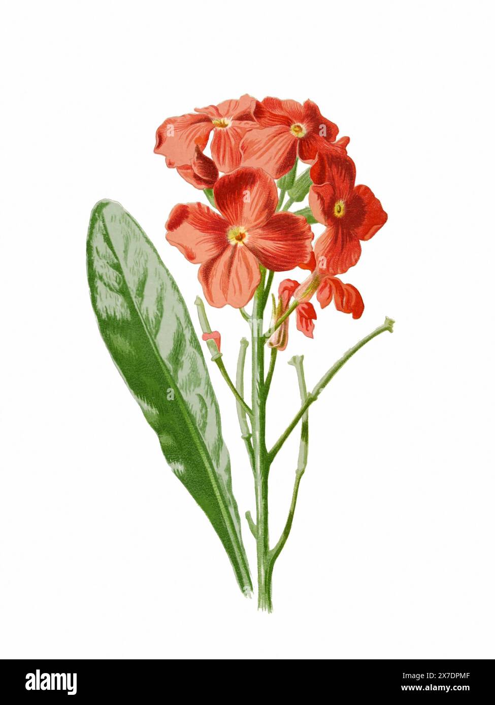 Belle illustration de fleurs florissantes. Aquarelle numérique avec inspiration vintage sur fond blanc. Banque D'Images