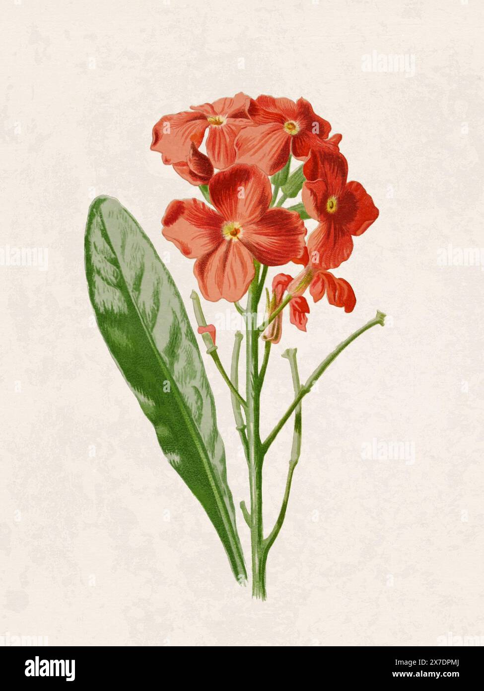 Belle illustration de fleurs florissantes. Aquarelle numérique avec inspiration vintage sur un fond beige grunge. Banque D'Images