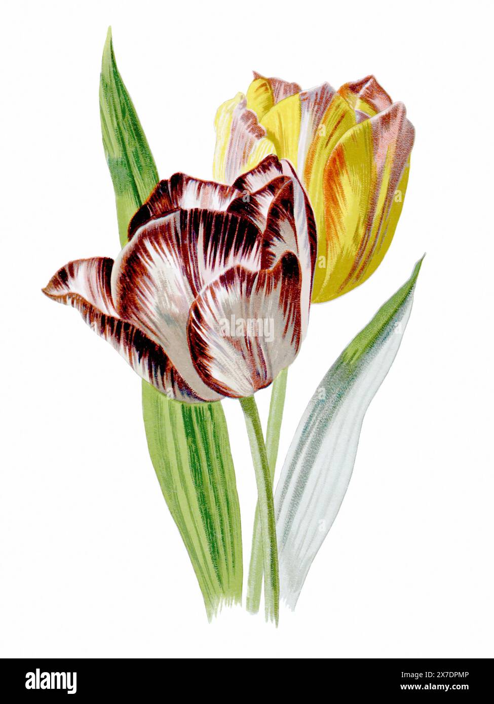 Belle illustration de fleurs florissantes. Aquarelle numérique avec inspiration vintage sur fond blanc. Banque D'Images