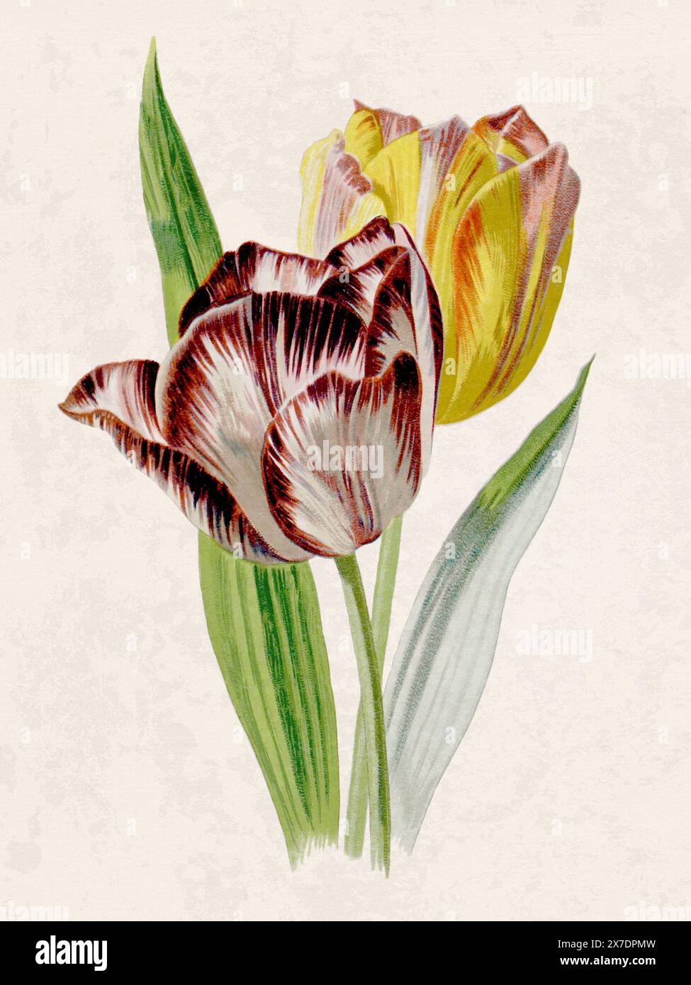 Belle illustration de fleurs florissantes. Aquarelle numérique avec inspiration vintage sur un fond beige grunge. Banque D'Images