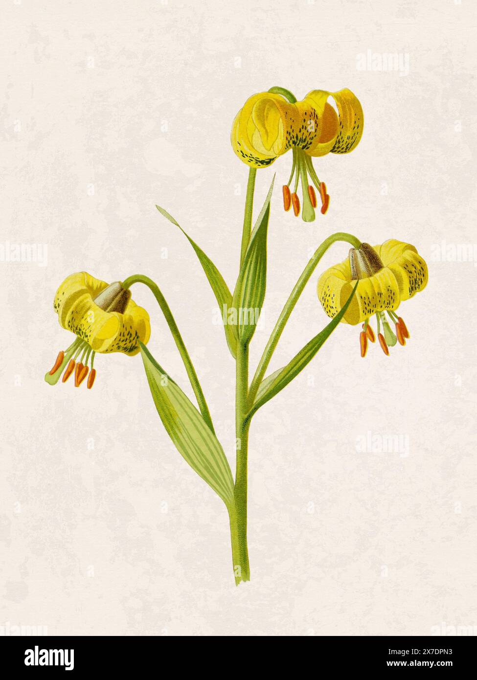 Belle illustration de fleurs florissantes. Aquarelle numérique avec inspiration vintage sur un fond beige grunge. Banque D'Images