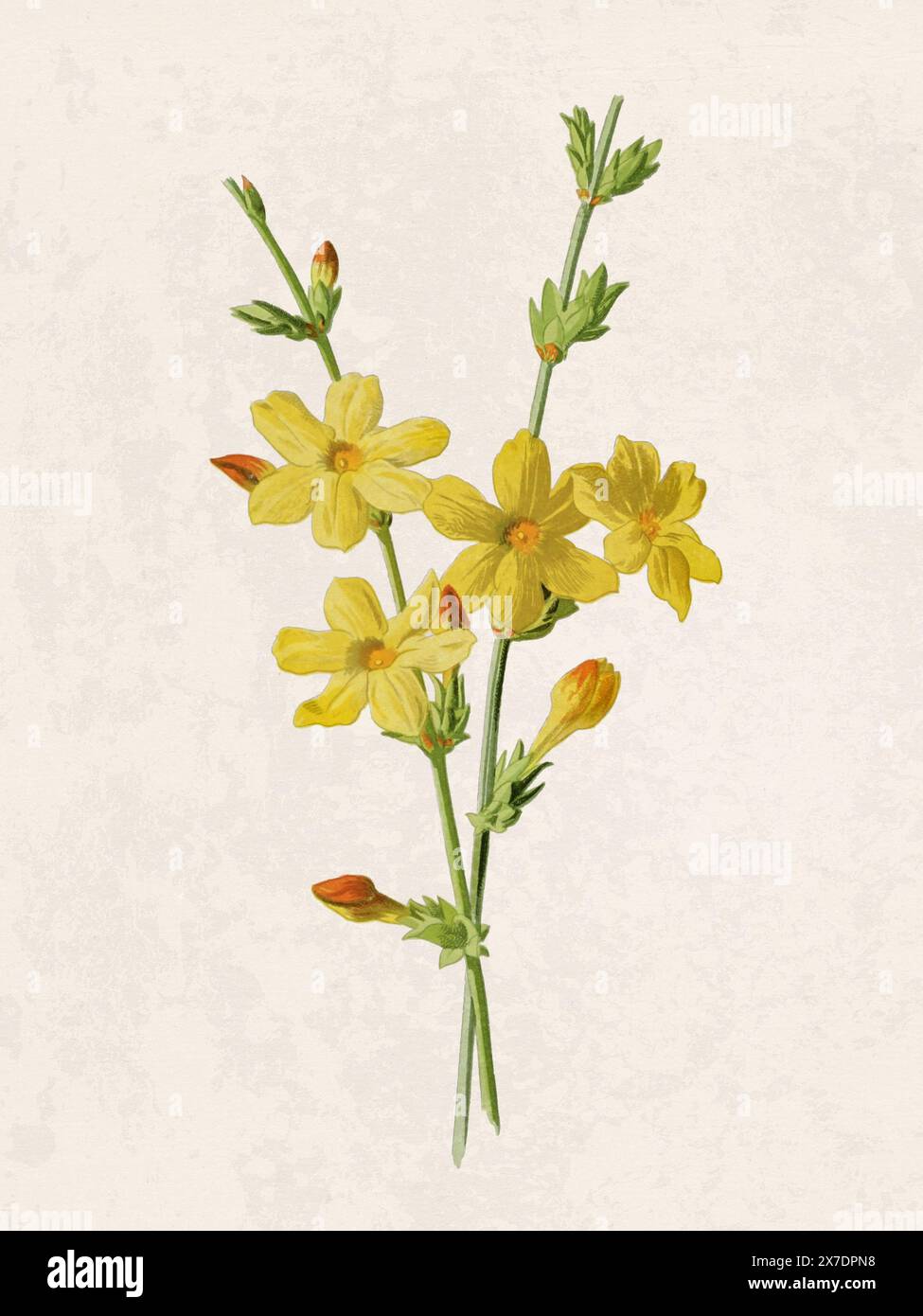 Belle illustration de fleurs florissantes. Aquarelle numérique avec inspiration vintage sur un fond beige grunge. Banque D'Images