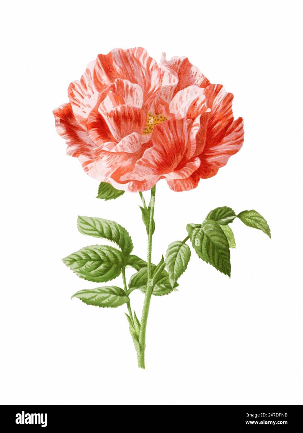 Belle illustration de fleurs florissantes. Aquarelle numérique avec inspiration vintage sur fond blanc. Banque D'Images