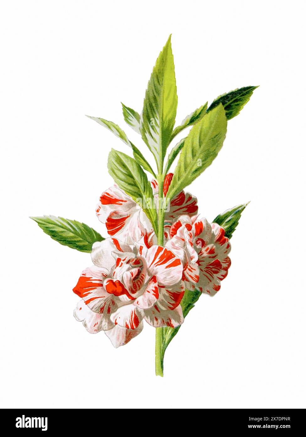 Belle illustration de fleurs florissantes. Aquarelle numérique avec inspiration vintage sur fond blanc. Banque D'Images