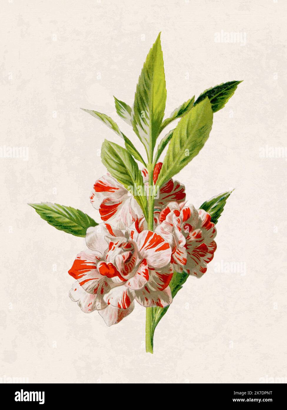 Belle illustration de fleurs florissantes. Aquarelle numérique avec inspiration vintage sur un fond beige grunge. Banque D'Images